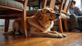 Influencers crawl under living-room chairs like barbed wire while a confused golden retriever moonlights as drill sergeant.