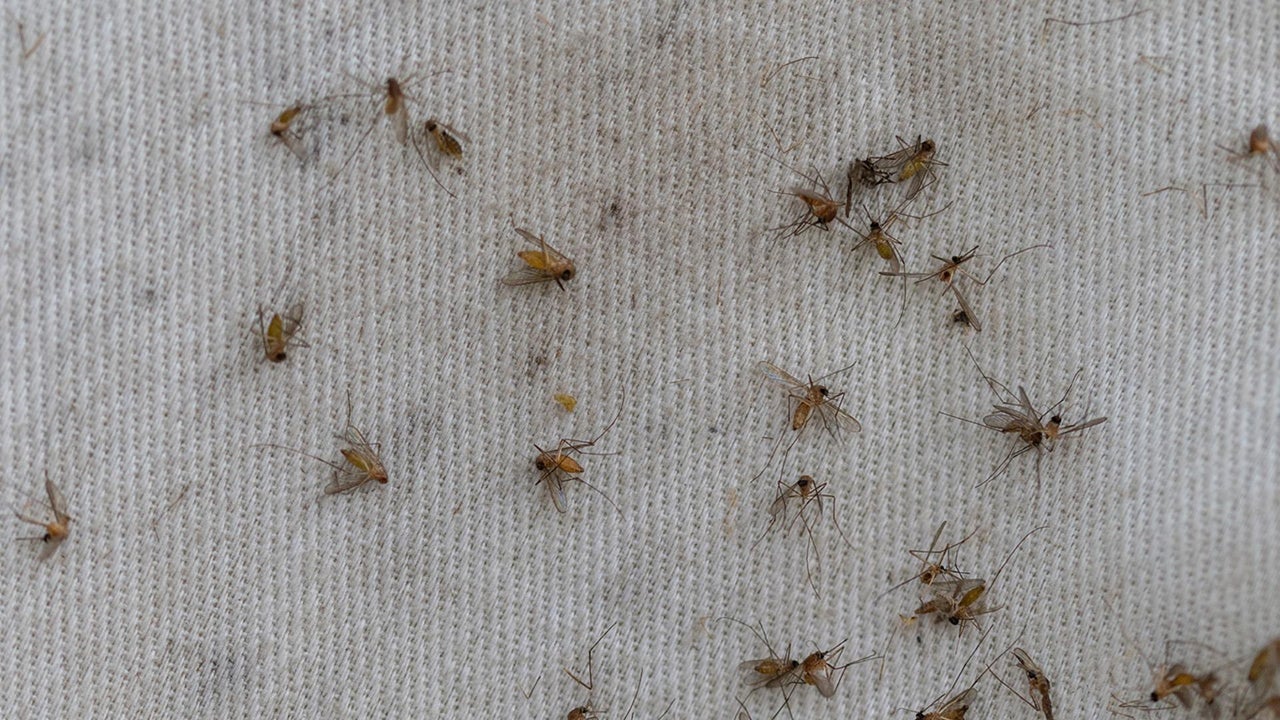 Massachusetts, New York on alert over mosquito-borne virus eastern ...
