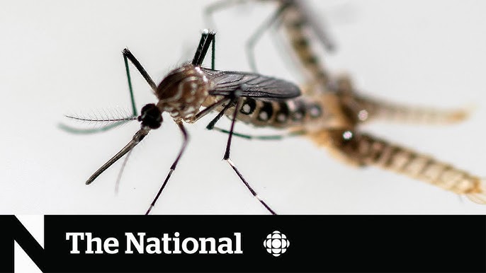 Rare, potentially deadly mosquito-borne virus puts Massachusetts ...