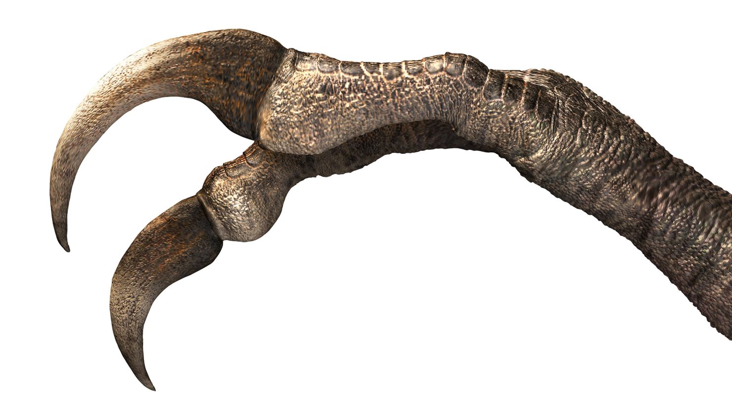 Previously unknown dinosaur with huge two-fingered claws unearthed ...