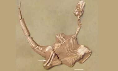 Newly Discovered Bird-Like Dinosaur from Mongolia Boasts ...