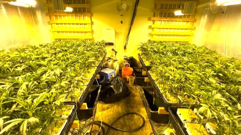 The pot farm next door: Black market weed operations inundate ...