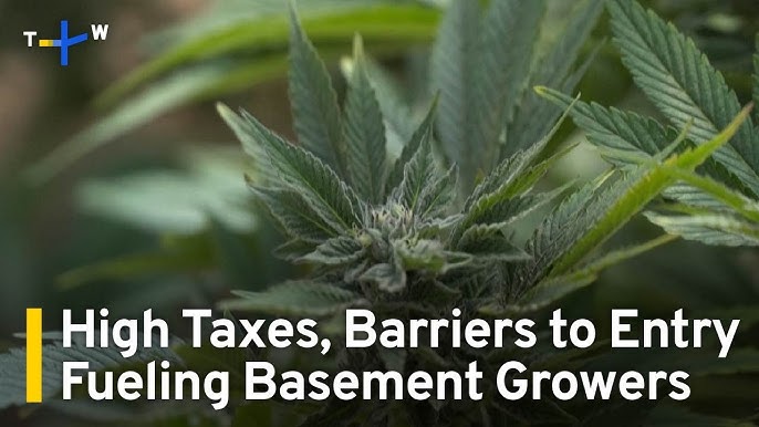 California Police Bust Black-Market Cannabis Operations Despite ...